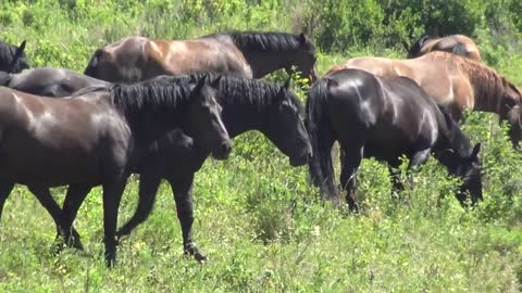 The weaker stallion leads his herd of horses away.