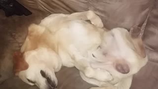 This adorable dog sleeps in unusual ways