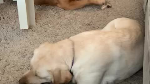 Dogs clumping on antler
