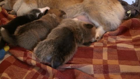 Mothers breastfeeding puppies.