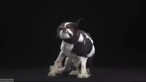 Funny Slow Mo Doggo Video Compilation