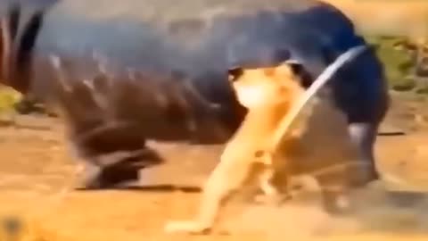 Lion's Failed Hunt Is Prevented By Hippo - Great Battle Of Lion Attack Hippo-7