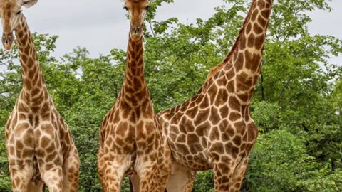 Nature's Coolest Secrets: Giraffes' Skyscraper Necks and Incredible Adaptations