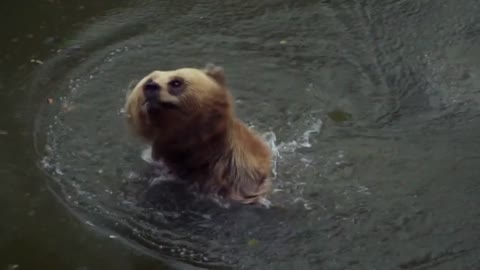 Big Bear Taking Swim Must See!