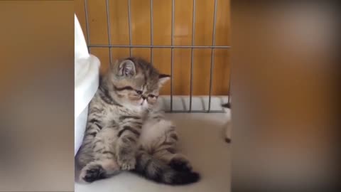 Tiktok cute CATS funny video compilation 21