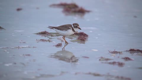 Semipalmated Plover Feeding
