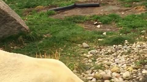 polar bear walking in my garden