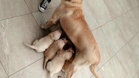 Puppies suckling while the mother walks.