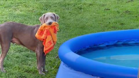 Puppy Wants an Early Morning Swim in New Pool