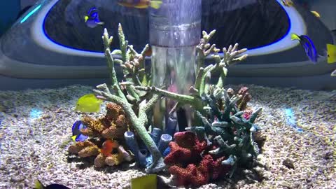 fish in the aquarium in japan