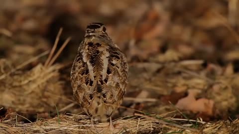 Bird hits the beat