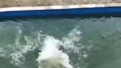 funny dog sliding into water.