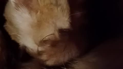 Ferret rubbing his face!!