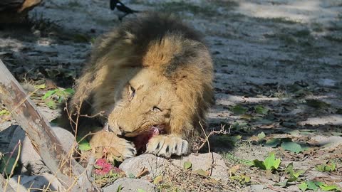 lion is eating his meat in the jungle