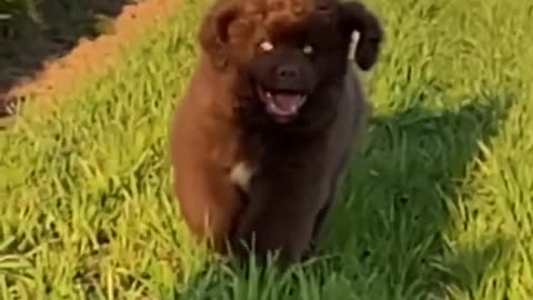 Newfie Puppy Running in Slow Motion