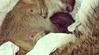 Pet squirrel nurses her newborn baby