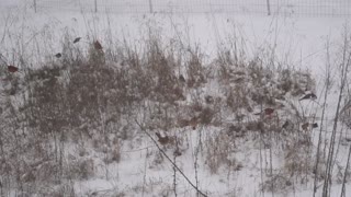 Birds Playing in the Snow