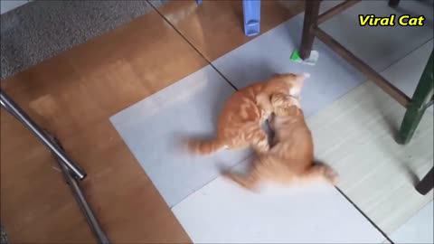 Cats Fighting and Meowing - These Two are Bloody Brothers - Viral Cat