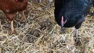 Chickens having a chat