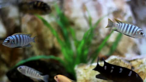 Beautiful Sea Fishes In Aquarium