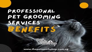Benefits of entrusting your pet’s grooming to the hands of professionals. — The Pets workshop