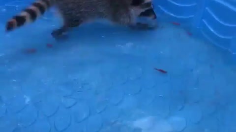 Rescued raccoon practices catching fish in pool