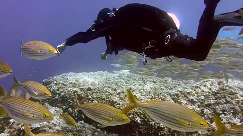 Scuba Diver Swim Among Thousands Of Beautiful Golden Fish ..