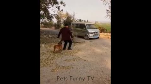 #petsgarden #funnycats #cutecats 🤣 Funniest 🐶 Dogs and 😻 Cats - Awesome Funny Pet Animals Videos ||