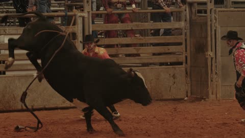 danger bull fighting