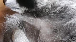 Raccoon getting a massage