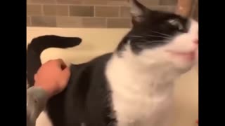 Funniest Cats 😹 - Don't try to hold back Laughter 😂 - Funny Cats Life (26)