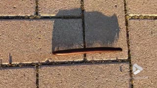 Millipede on the march