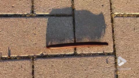 Millipede on the march