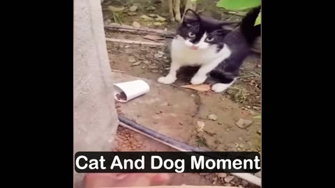 cat Funny Moment