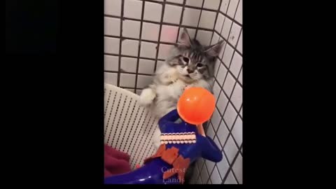 Cat 🐈 playing with a ball
