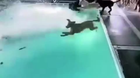 Funny Dogs playing with water. For animals lovers