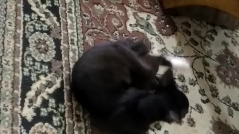 The kitten trained
