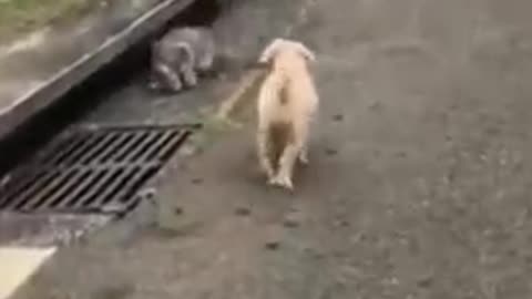 funny animal short video