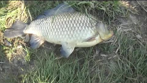 carp fishing on the feeder