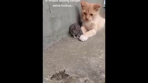 New Funny Animals 😂 Funniest Cats and Dogs Videos