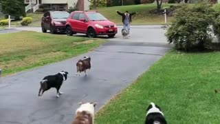 Pack of Highland Haven Aussie dogs run over to welcome owner home