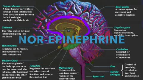 NEUROSCIENCE & Essential Oils: Limbic System