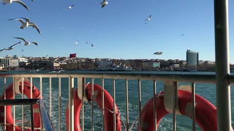 Herd Of Seagulls Flying Around My Boat