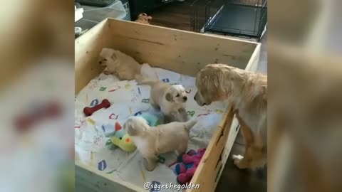 Golden Retriever Puppies Play With Their Mom For The First Time! (ADORABLE!)