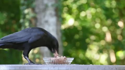 Video of a beautiful crow eating