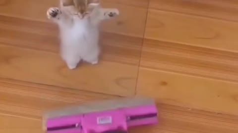 Kitten Scared Of Vacum Cleaner