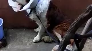 Brown and white dog tied to tree keeps getting surgical cone stuck
