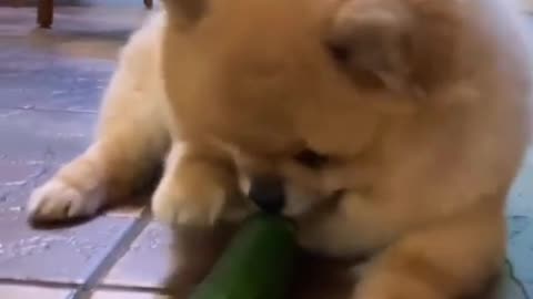 Cute Dog & cucumber