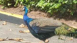 Wild Peacocks