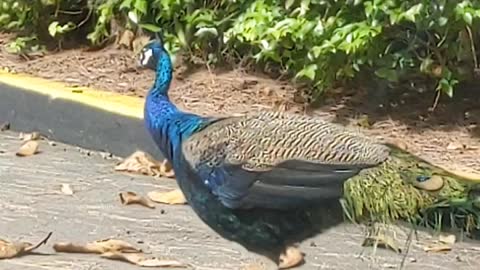 Wild Peacocks